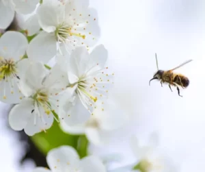 Bee Sting Remedies