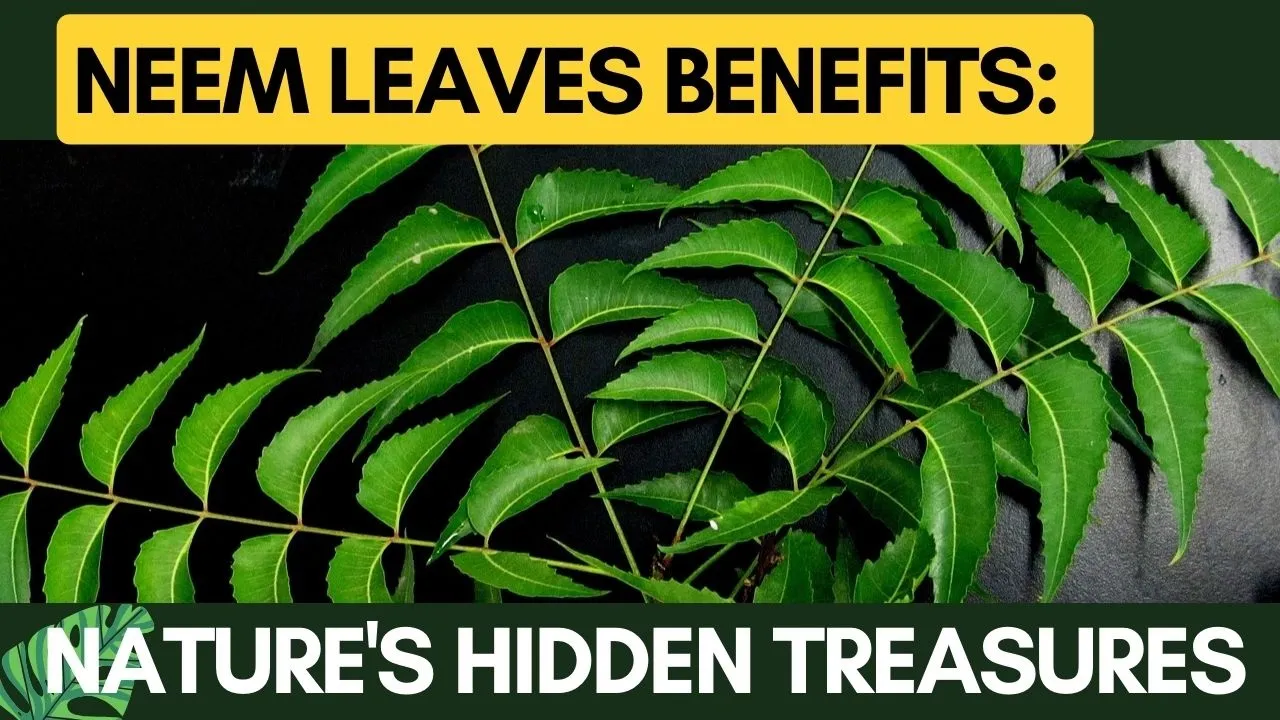 Neem Leaves Benefits